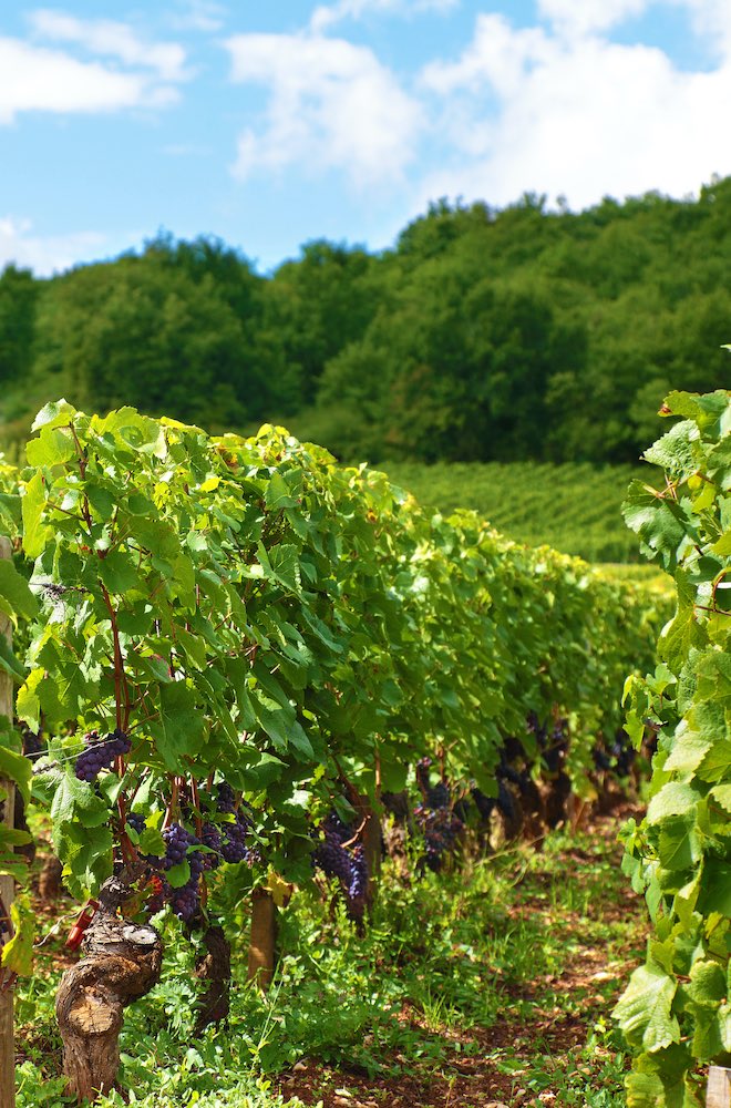 Vignes